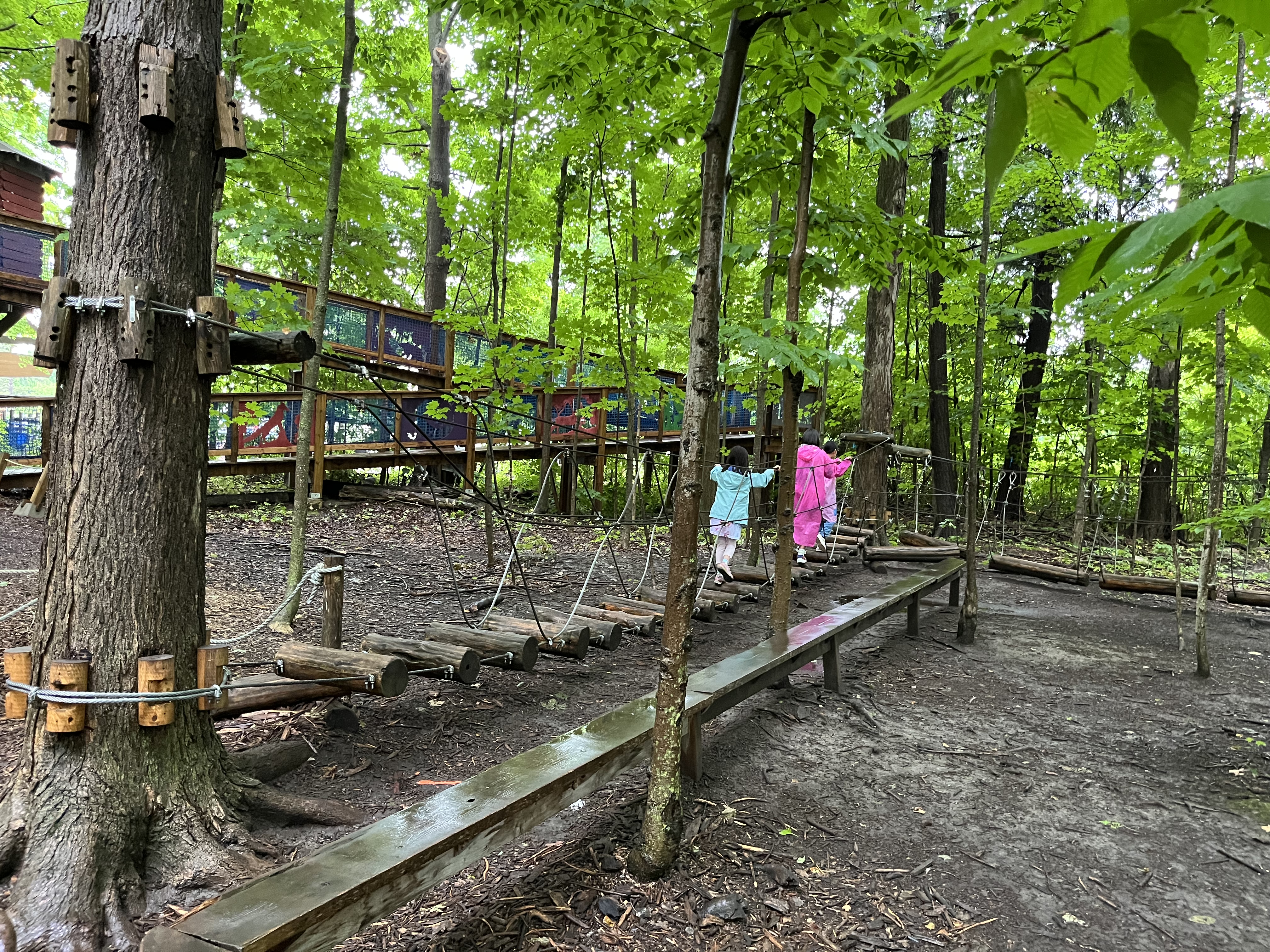 Tree top walk